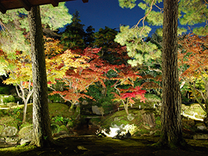 赤く色づいた木や緑の松などがライトアップされている庭園の写真