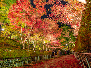 赤く紅葉した木々の写真