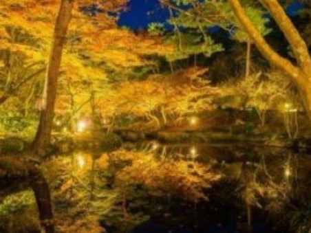 写真:弥彦村のもみじ谷の紅葉。湖面にライトアップされた紅葉が写りこんでいます。