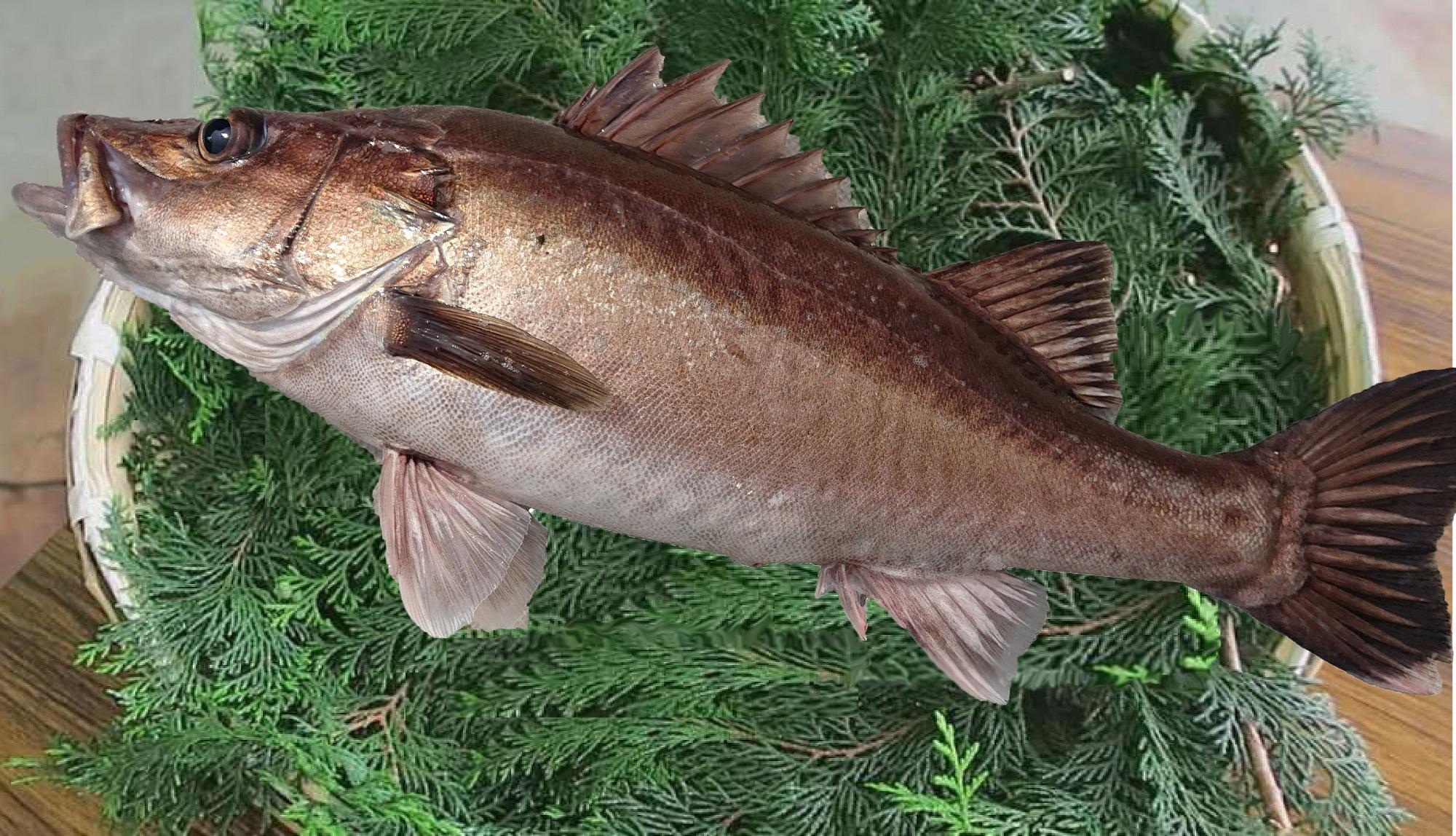 写真:アラの鮮魚。スズキ目アラ科アラ属に属し、他の魚に比べ、少し大きめな目が特徴的です。