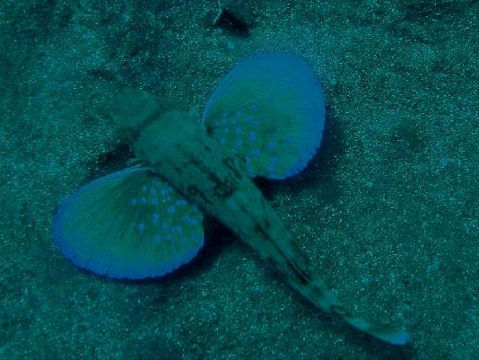 カナガシラ ホウボウ 刺身や汁物に 柏崎市公式ホームページ