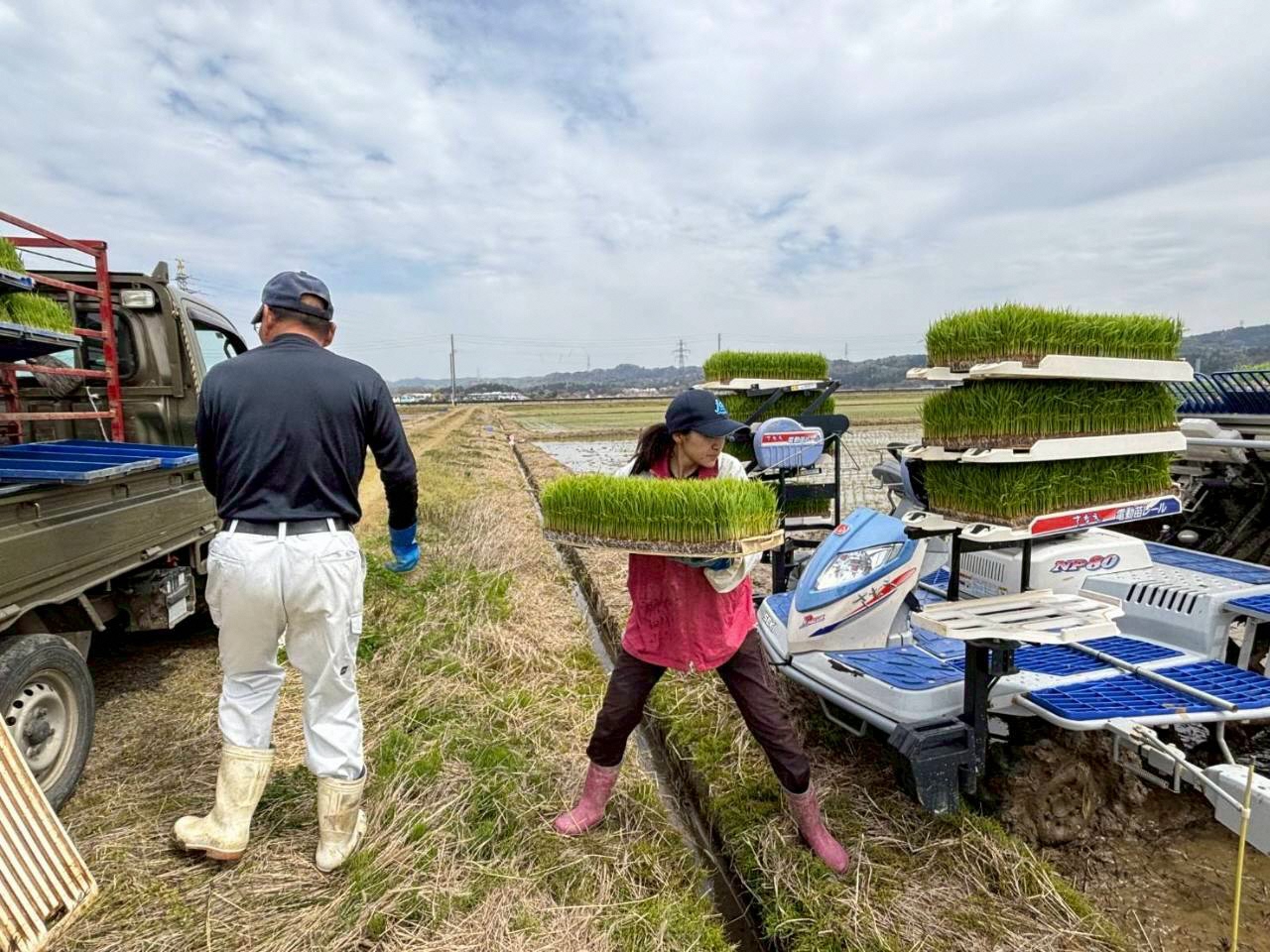 写真:軽トラックの荷台から田植え機に苗床を積み込んでいる真貝さん