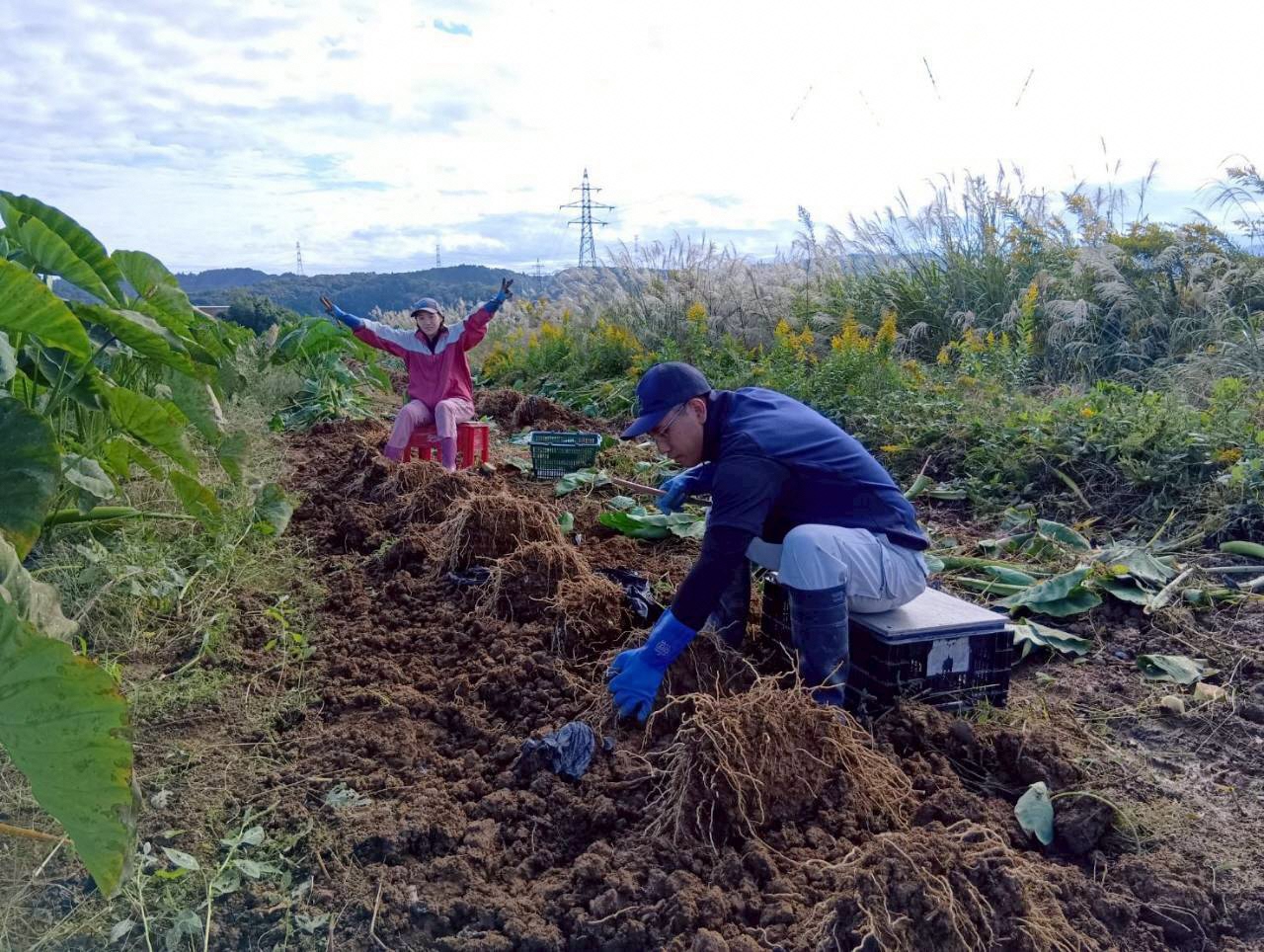 写真:収穫作業中の真貝さん