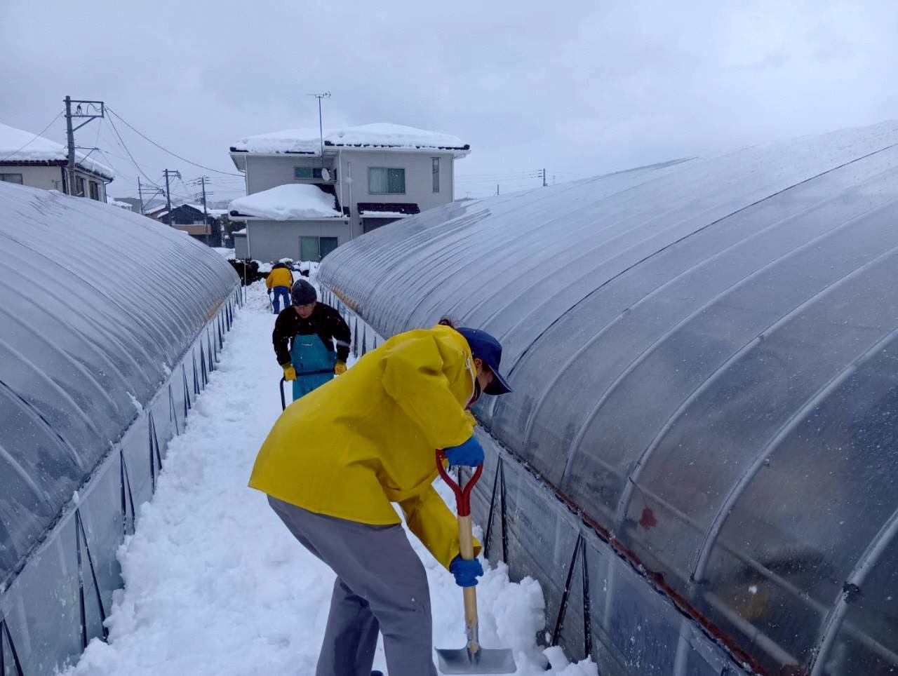 写真:ビニールハウスの脇に積もった雪を除雪している真貝さん。写真総動員で作業しています。