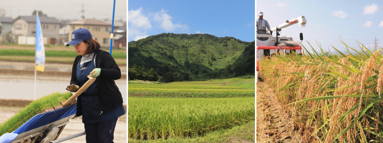 写真:左から順に、田植え機に苗をセットする女性、周辺を山に囲まれた田んぼ、コンバインで稲を刈り取る男性