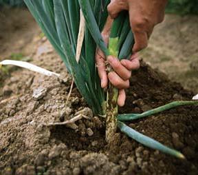 (イメージ)長ネギ収穫体験