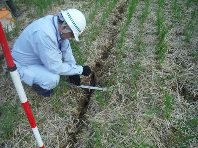 写真:田んぼに発生した亀裂の深さを計測する調査員