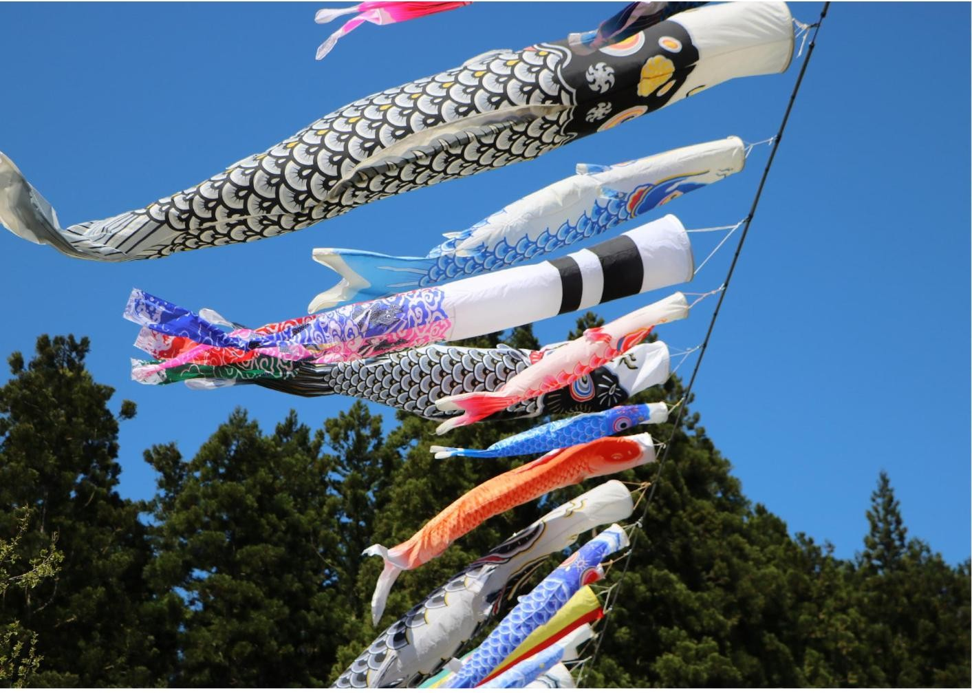 写真:青空と空を泳ぐこいのぼり