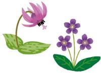 イラスト:カタクリとすみれ