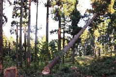 大きな木が倒れる途中です。