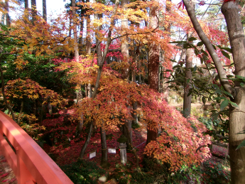 写真：11月27日の太鼓橋からの眺め。赤色と橙色に色づいたモミジがあります。その下は散りモミジで赤い葉が広がっています