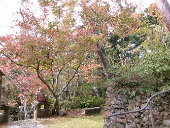 写真：11月6日の園内の様子。画面左側の木々が赤く色づいています。右側石垣の上の木はまだ青葉です。