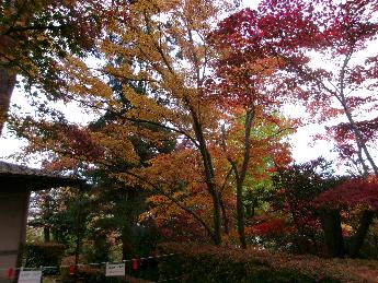 写真：黄色く色づいたモミジ