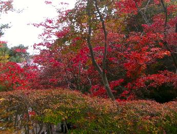 写真：色づき始めたドウダンツツジと赤色のモミジ