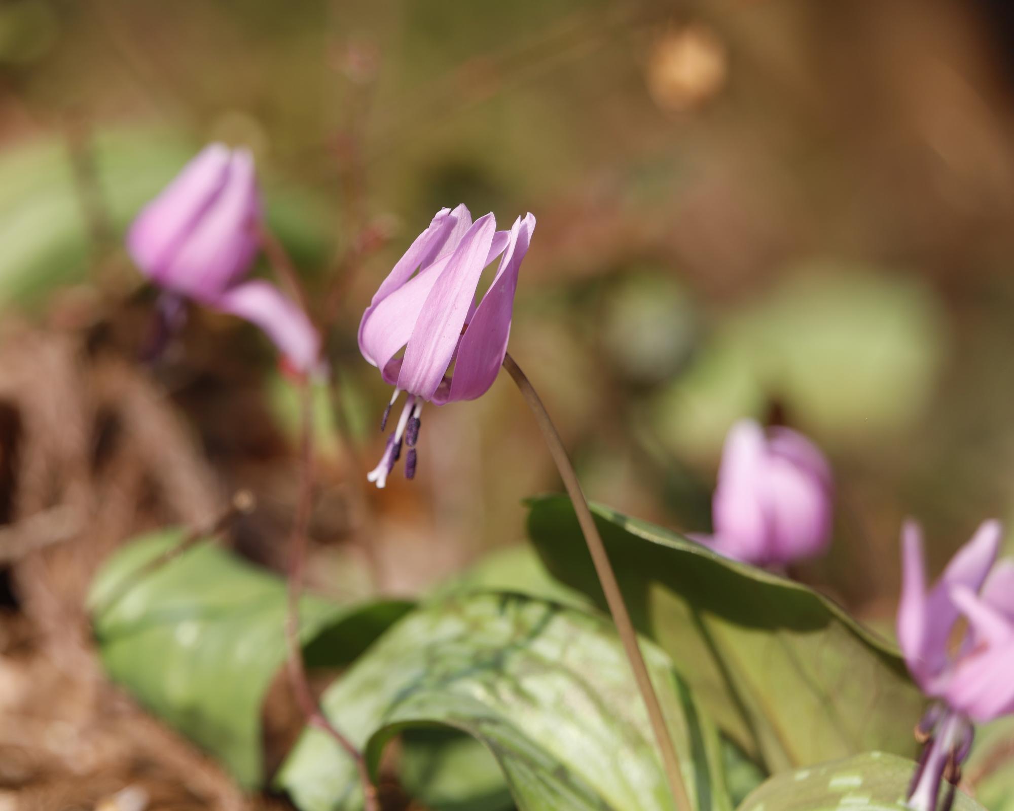 写真：薄紫色の花びらをしたカタクリの花。うつむくように咲いています