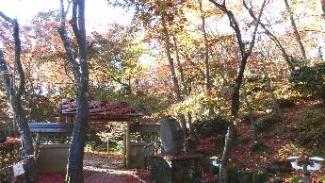 写真：11月21日時点の松雲山荘の園内。赤い落ち葉がきれいに見えます。