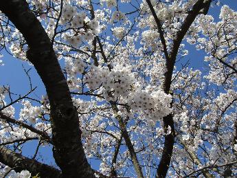 写真：4月2日の赤坂山公園の満開の桜のアップ画像