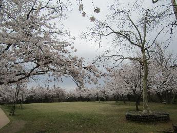 写真：赤坂山公園芝生広場を囲むように満開のソメイヨシノが咲き誇っています。