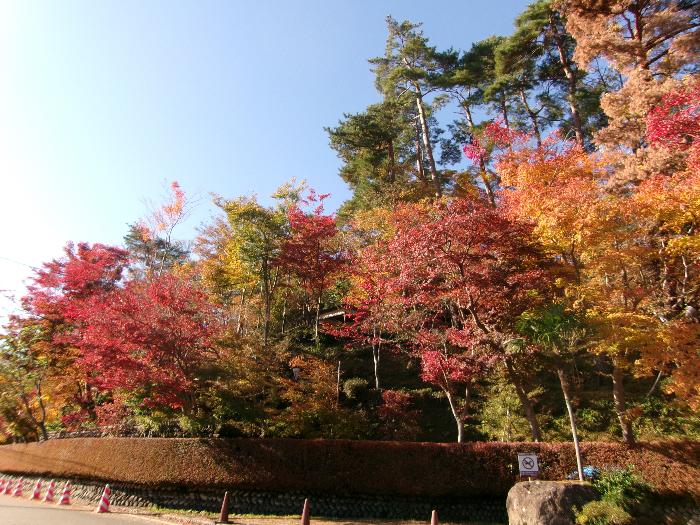 写真：11月22日の松雲山荘正面左側の部分。黄色と紅色の葉とドウダンツツジの赤が青空に映えています