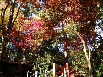 写真：11月22日の園内。赤い橋の上は赤・黄・緑の葉が見られます。