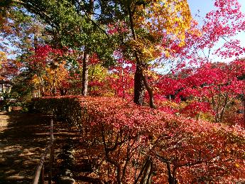 写真：11月22日の園内。赤い葉が多く、青空に映えています。