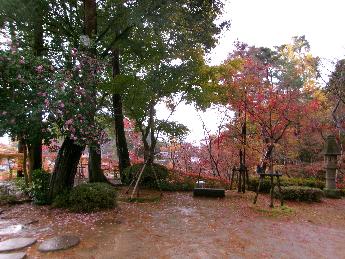 写真：11月24日の園内。雨風の影響で、赤い葉が落ちて地面が濡れています。