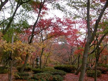 写真：11月24日の園内。石灯籠周辺の木々は赤い葉や黄色い葉をつけていますが、地面には葉が落ち絨毯のようになっています。
