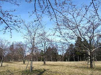 写真：4月5日の赤坂山公園内の様子。桜の枝先に膨らんだつぼみが目立っています