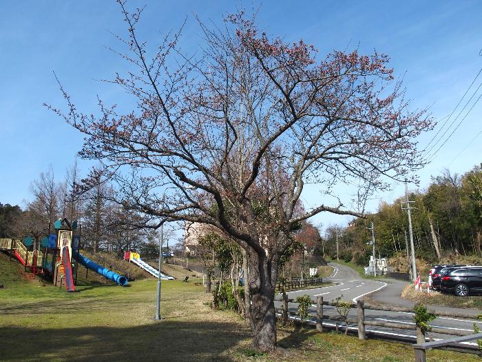 写真：4月5日の赤坂山公園の標準木。枝先のつぼみが膨らんでいます