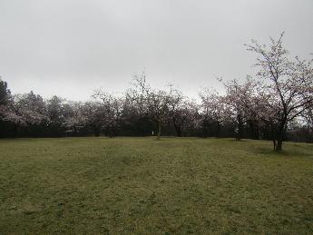 写真：赤坂山公園の芝生広場の様子。桜の木が並び、全ての木で開花しています
