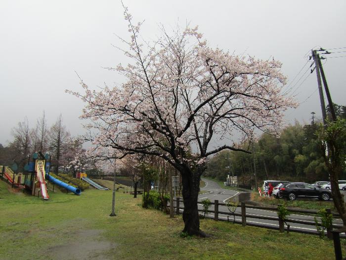 写真：4月9日の赤坂山公園標準木。下の枝まで桜が開花しています
