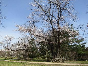 写真：4月11日の赤坂山公園の芝生広場。写真中央に満開の大きな桜の木があり、左奥に新潟病院の建物が見えます