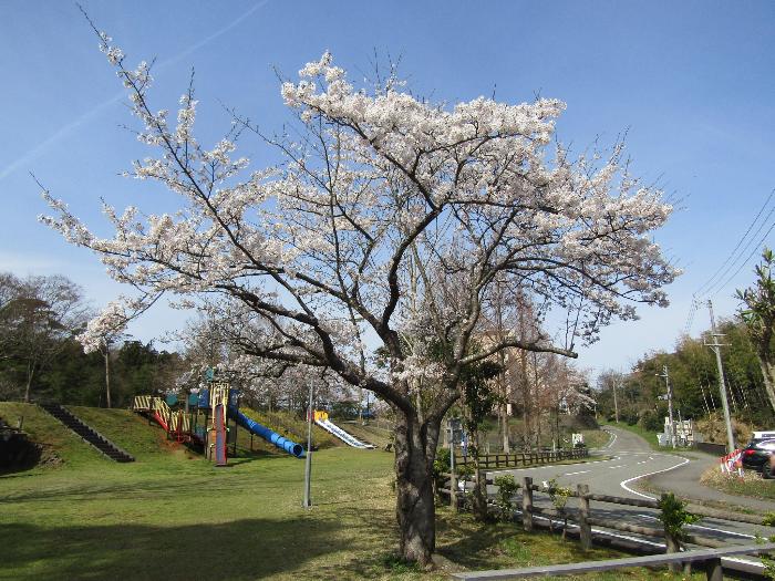 写真：4月11日の赤坂山公園の標準木。昨日に続き、満開の状態です。