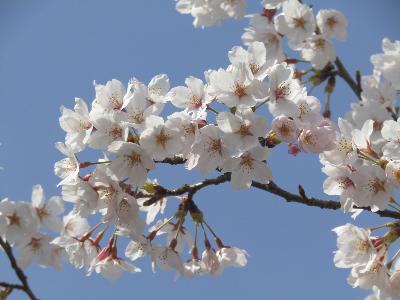 写真：枝先まで満開の桜