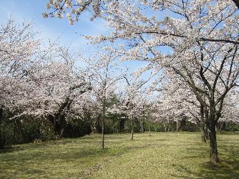 写真：4月12日の赤坂山公園芝生広場。たくさんの桜の木が満開です。