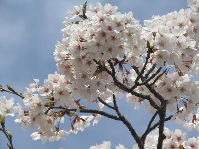 写真：4月12日の赤坂山公園標準木の枝。桜の花が枝先にこんもりと集まって咲いています。