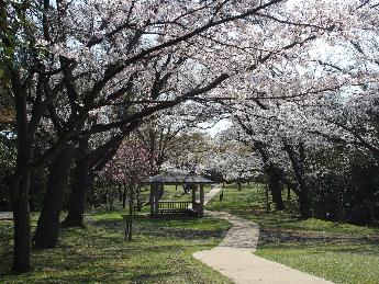 写真：満開の桜。中央に遊歩道があり、中ほどに東屋があります。