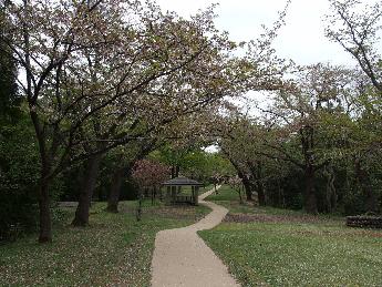 写真：4月21日の赤坂山公園。遊歩道脇のソメイヨシノも八重桜も葉桜になりました。