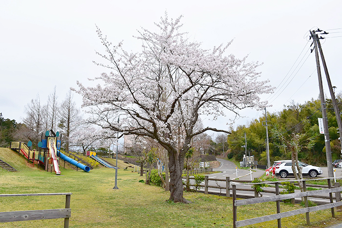 写真：4月7日の赤坂山公園の標準木。八分咲きの状態です。
