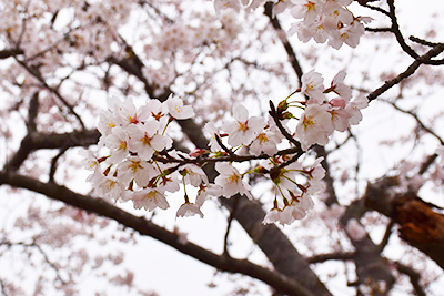 写真：赤坂山公園の標準木の枝先。咲いている花が多くなりました。