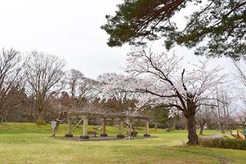 写真：4月7日の赤坂山公園内の桜の様子。三分咲きの状態です。