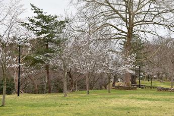 写真：4月7日の赤坂山公園内の桜並木の様子。三分咲きが数本並んでいます。