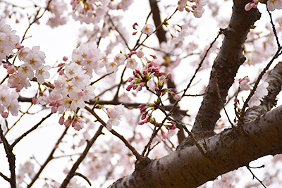 写真：4月7日の赤坂山公園内の桜の枝先。花を咲かせている枝もありますが、つぼみが多い枝もあります。