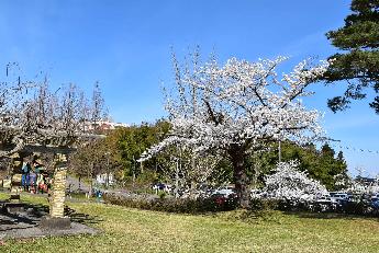 写真：赤坂山公園の階段を上がったすぐのところにある桜。たくさんの花をつけています。左奥に遊具が見えます。