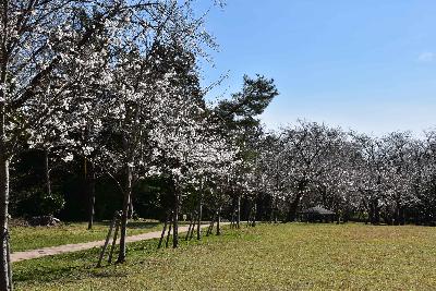 写真：左手前から右奥に向かって続く小道に沿って桜が並んでいます。五分咲きです。