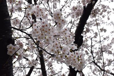 写真：赤坂山公園の標準木の枝先。つぼみがなくなり、満開です