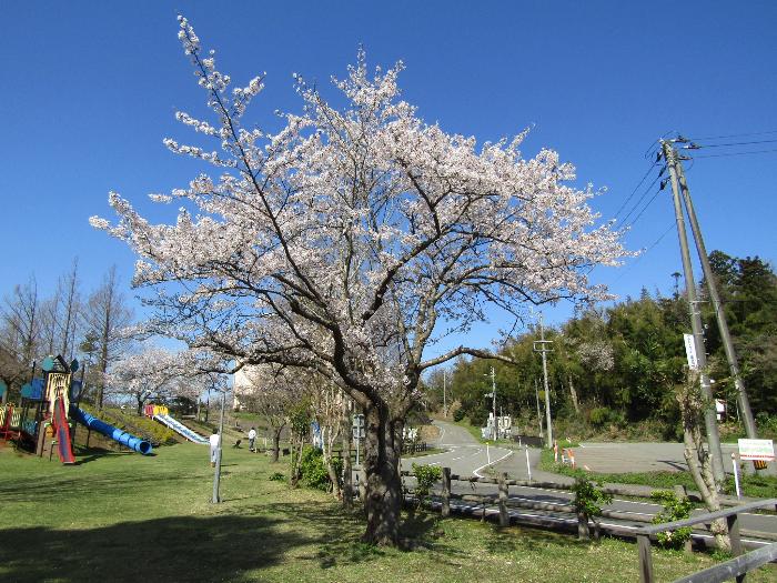 写真：4月12日の赤坂山の標準木。散り始めていますが、まだ満開の姿を保っています。