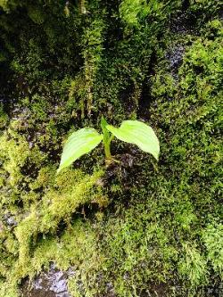 写真：苔むした川のほとりから淡い黄緑色をした新芽が出ている様子