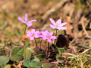 ピンク色の雪割草が4輪咲いている様子の写真