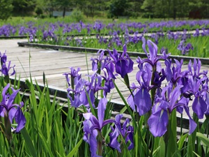 水辺にたくさんの紫色のカキツバタが咲いている写真